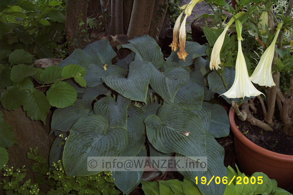 Hosta Hybride Blaues Boot 03.JPG